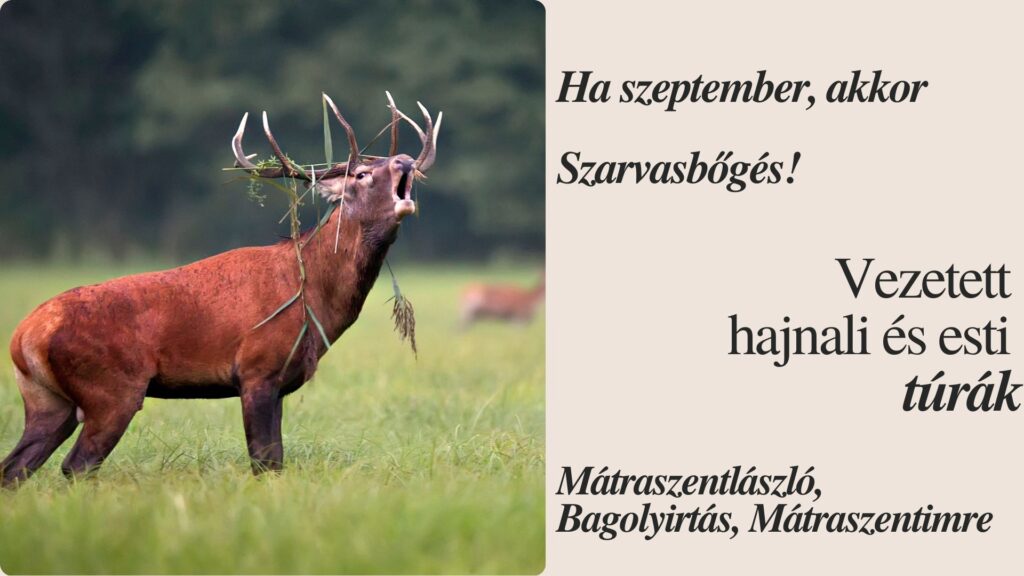 Szarvasbőgés túrák