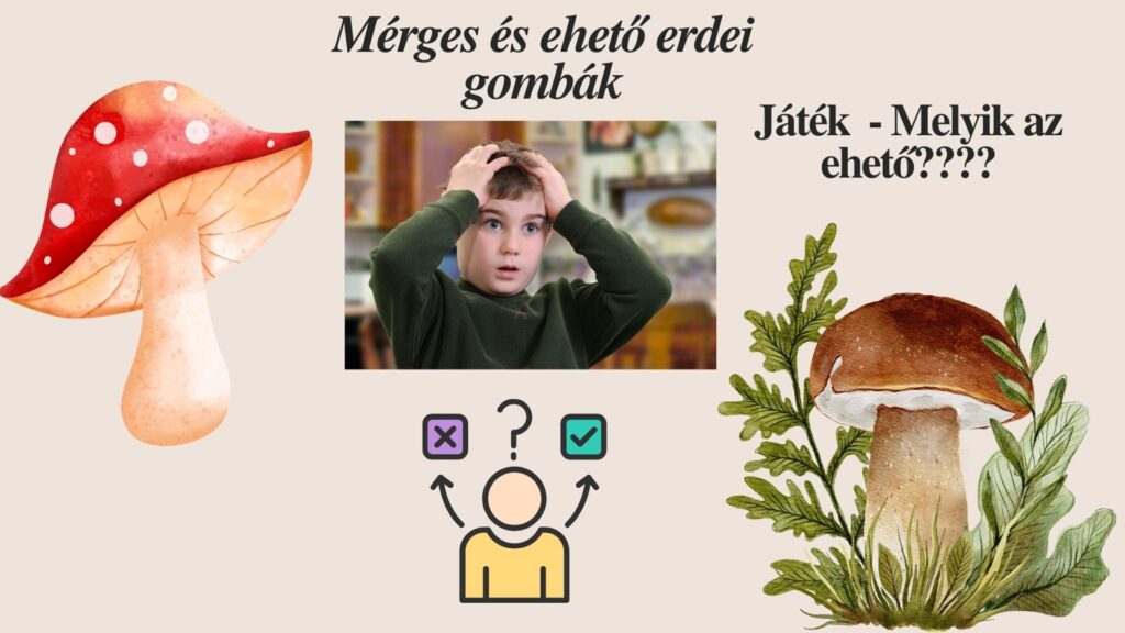 Gombagyűjtő túrák és gombafelismerő játékok